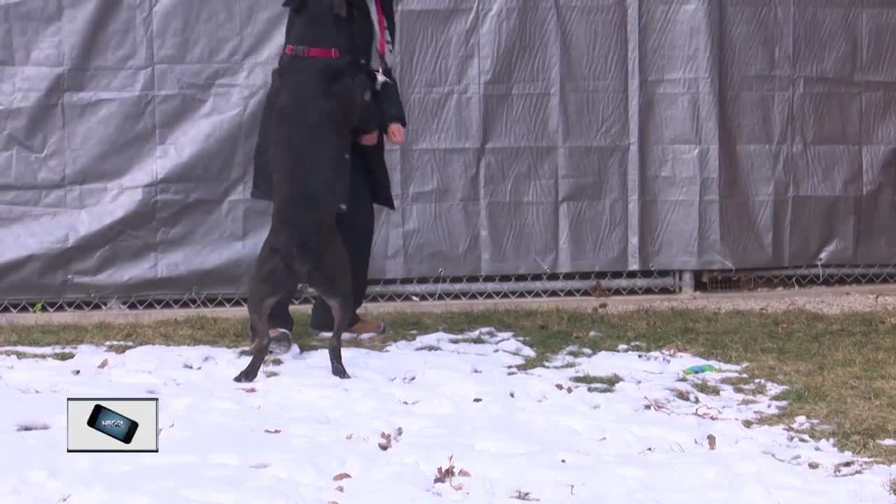 Dog has been in shelter for 700 days