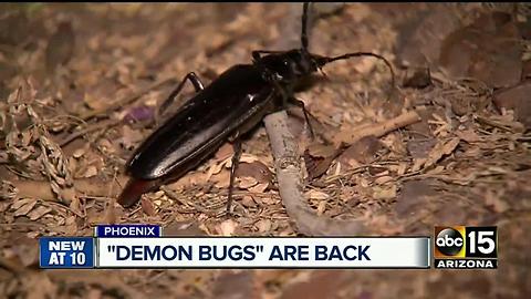 Palo Verde Beetles are back, just in time to mate