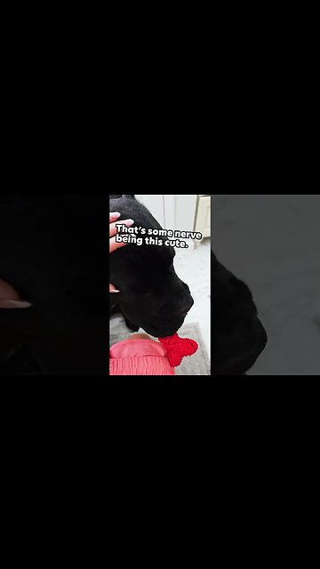 This Happens When She Goes To Bathroom #funnydogs #shorts