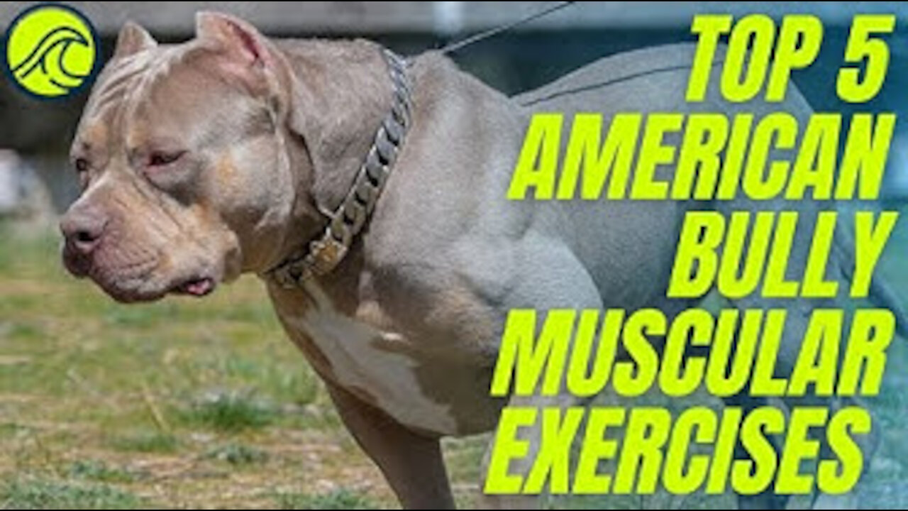 Five {5} American Bully MUSCLE Training Exercises That Will Get Your Dog MUSCULAR