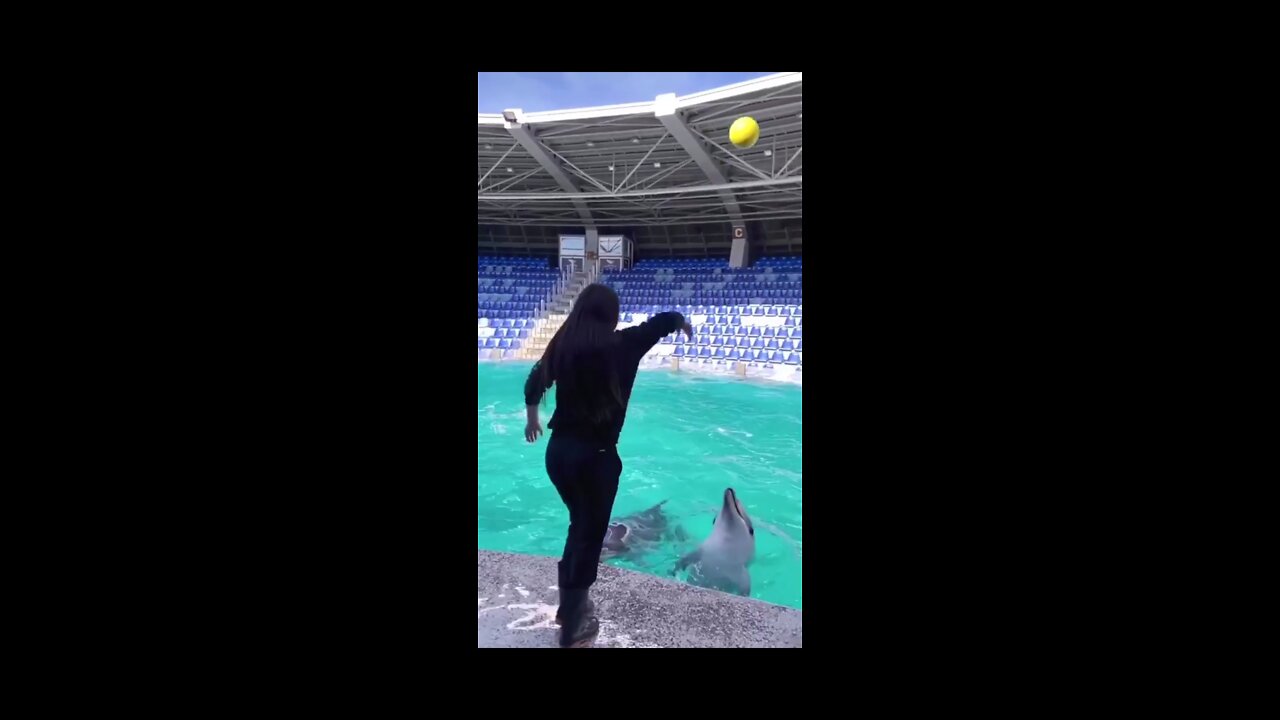 Cute dolphin kicks a ball like Zlatan Ibrahimovic