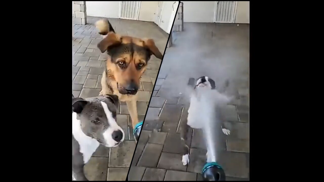 Husky tries to get horse to talk to him & impress them