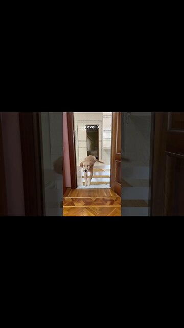 Puppies vs adult dog jump challenge #goldenretriever #germanshepherd #puppy