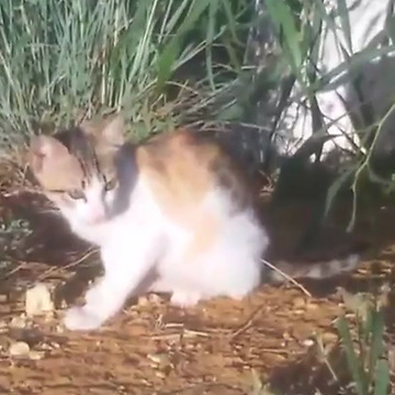 little cat and crunchy cake