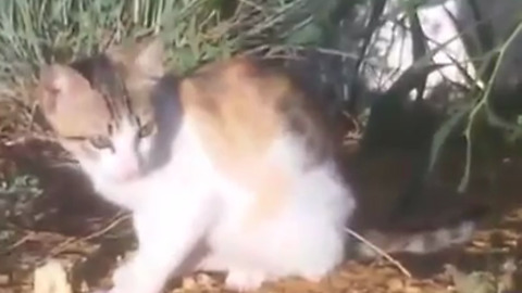 little cat and crunchy cake