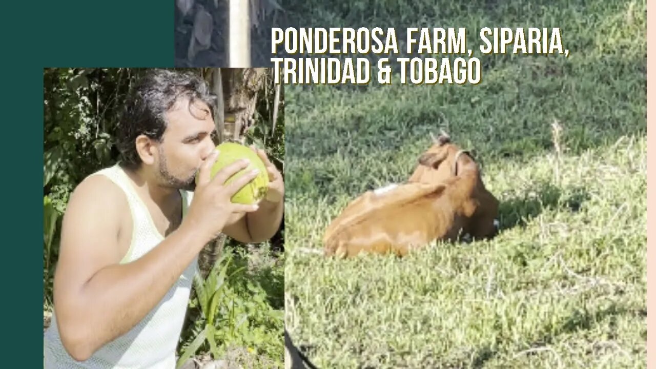 La Ponderosa Siparia Trinidad W Chookolingo Vibes