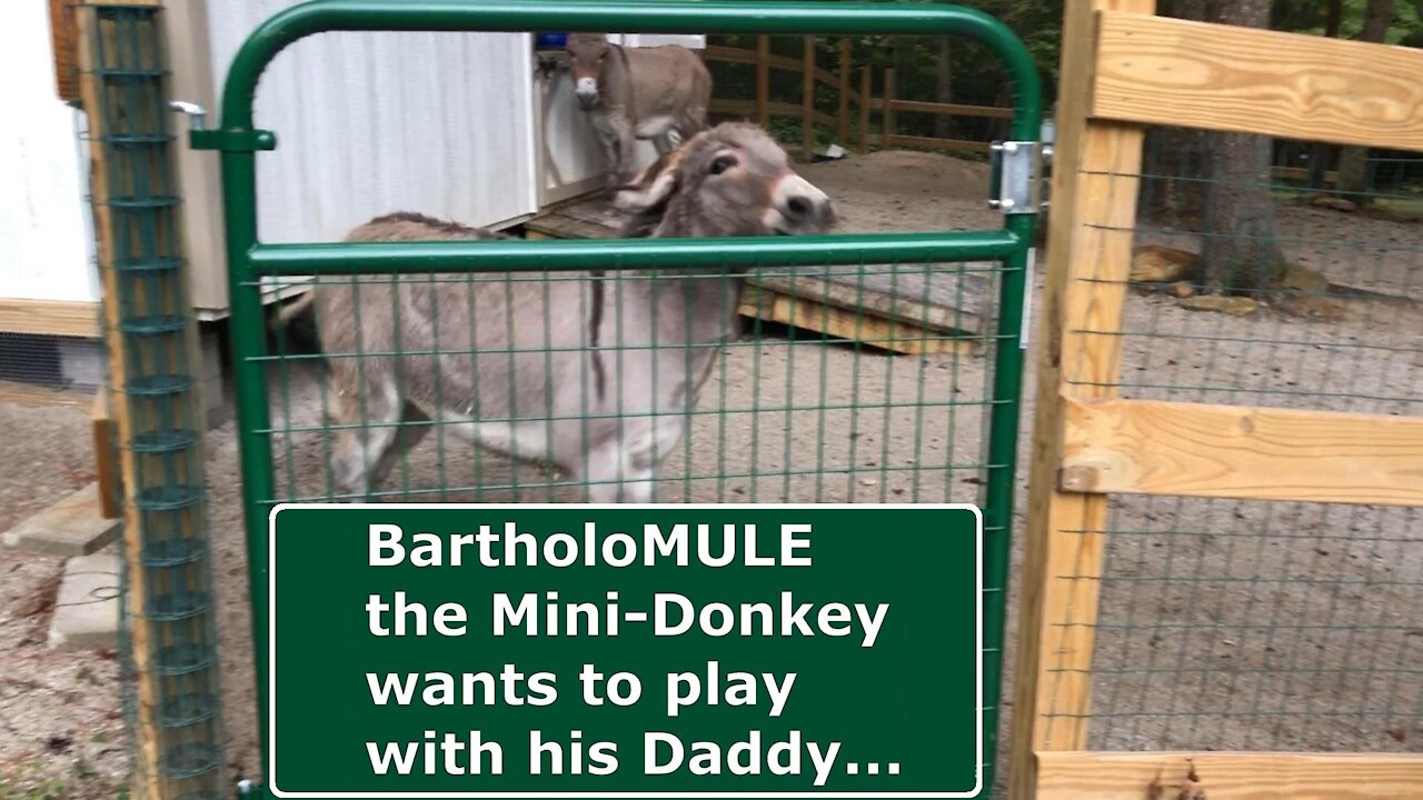 BartholoMULE the Mini-Donkey wants to play with his Daddy...