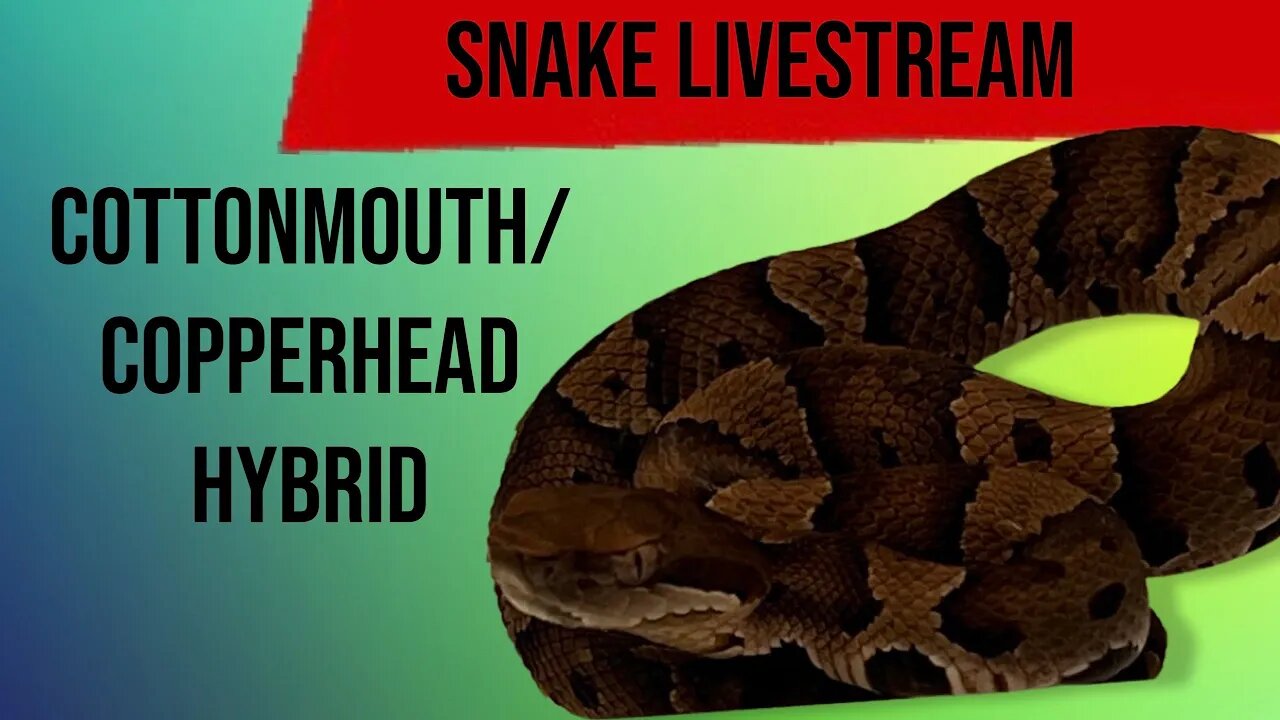 VENOM STREAM- Ninny muggins the Juvenile Cotton Head (Agkistrodon piscivorus/contortrix) Hybrid!