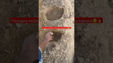 Посадка Моркови в выпуске на выходных | #short #shorts #shortvideo #shortsvideo #farming #food #like