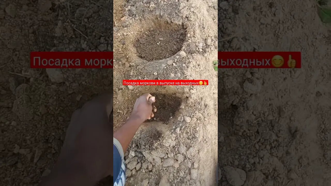Посадка Моркови в выпуске на выходных | #short #shorts #shortvideo #shortsvideo #farming #food #like