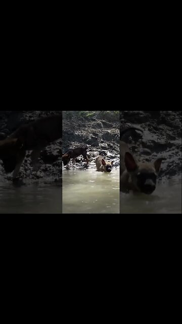 С собакой на речке. Учим собаку плавать