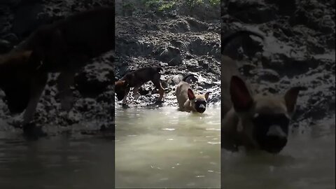 С собакой на речке. Учим собаку плавать