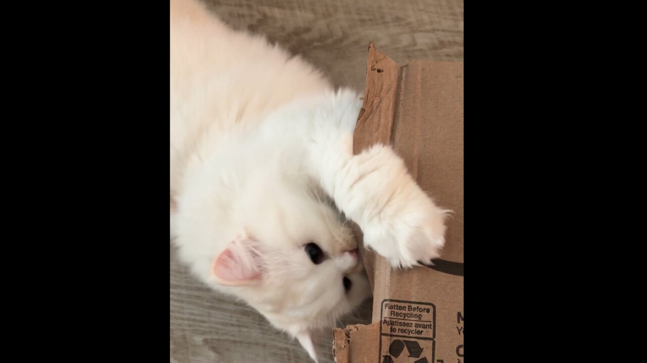 Cat Helps Open Box