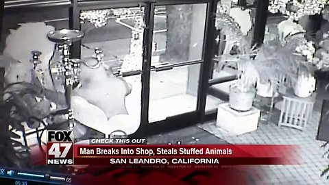 Teddy bear bandit breaks into flower shop