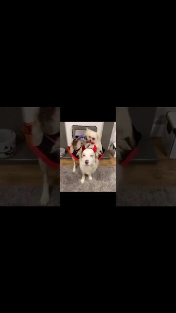 Best Halloween Ever , #short