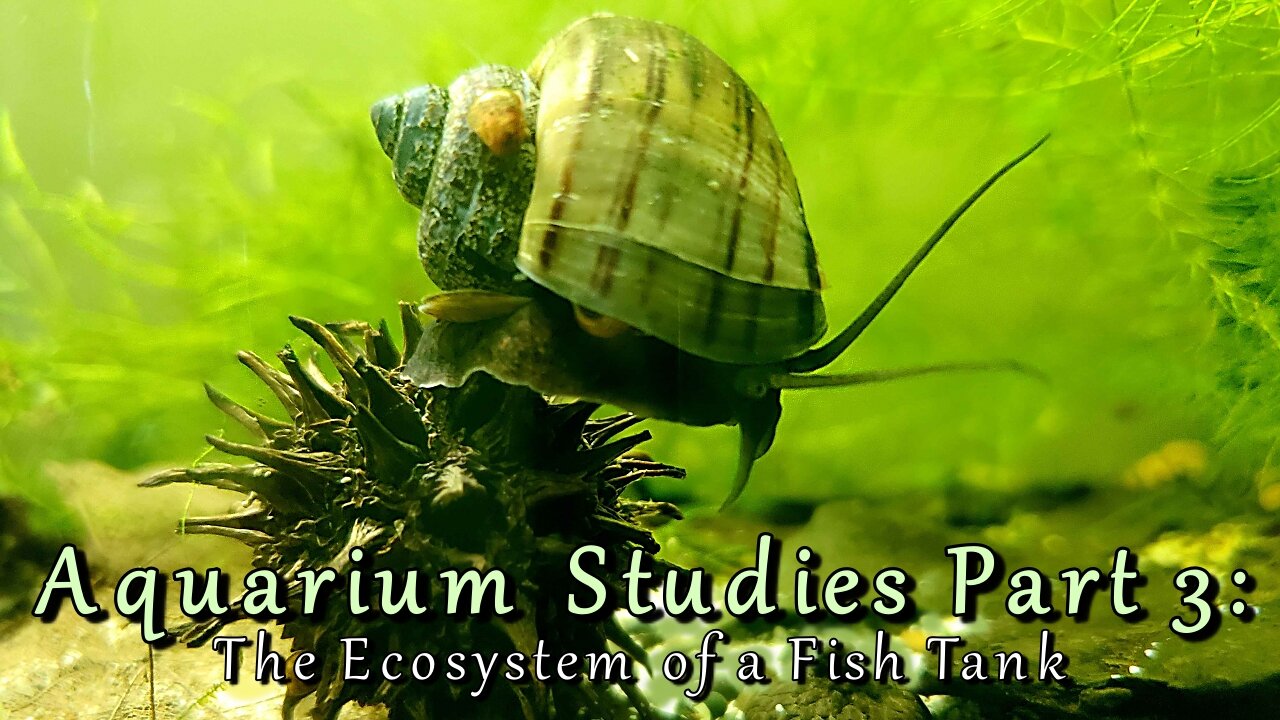 Aquarium Studies, part 3: the Ecosystem of a Fish Tank