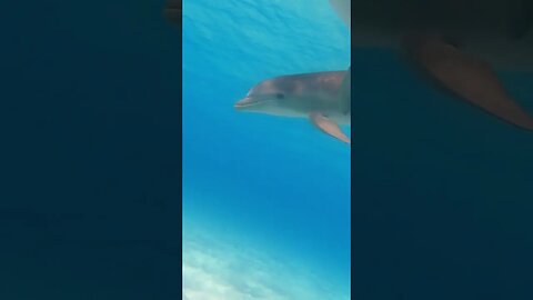 WILD DOLPHINS!! Swimming behind my boat