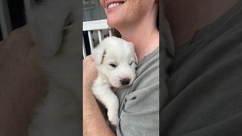 3 week old Great Pyrenees puppy cuddles! #greatpyreneespuppy