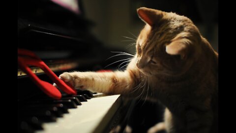 Impressed cat with a hand dance