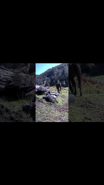 The secret lives of horses