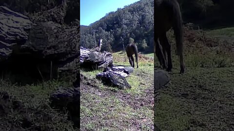 The secret lives of horses