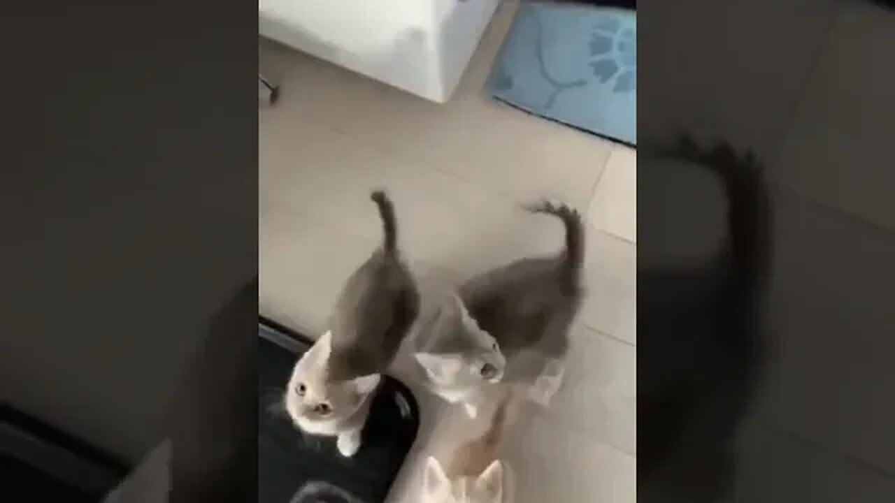 PLAYING CAT VIDEO MEAWWW