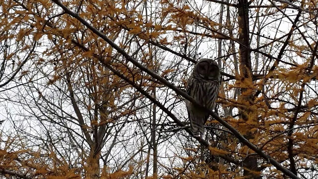 Found an owl