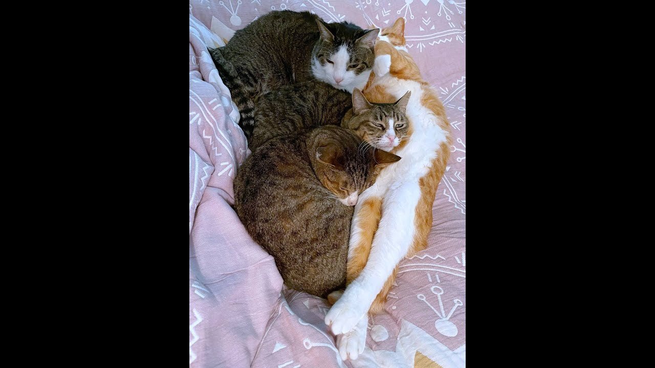 Cute Crazy Cats №2 #funny #cute