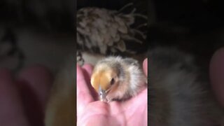 Gold sebright chick