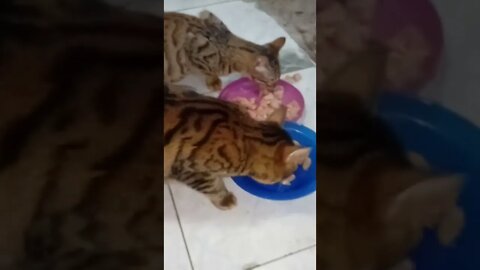 gatinhos bengal comendo