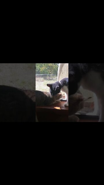 Bob flirting with Fifi #shorts