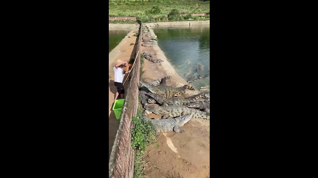 Cruel Farmer Feeds Live Chicken To Crocodiles 🐟