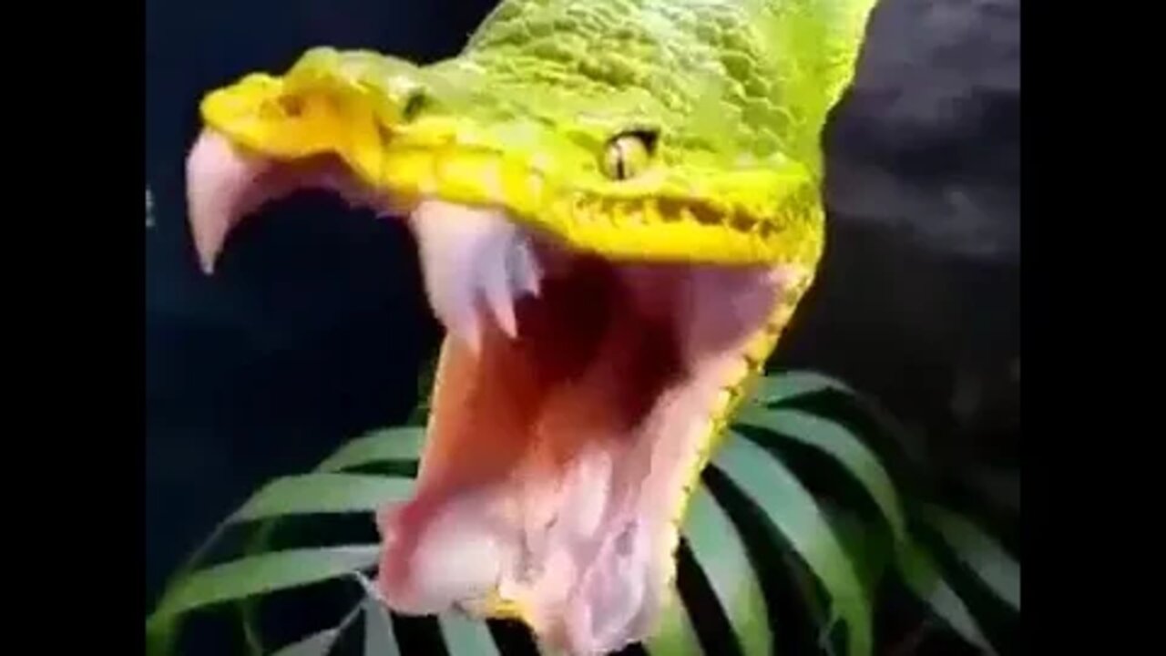 SHORTS - funny short videos-3