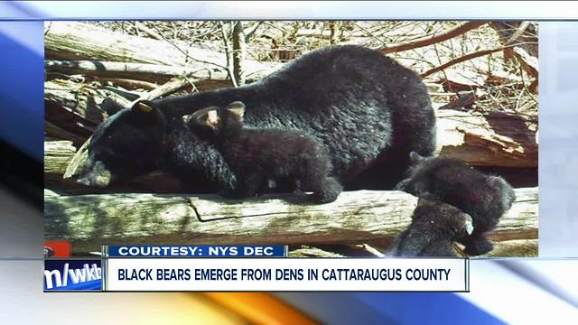 State DEC trail camera catches momma bear and cubs leaving the den