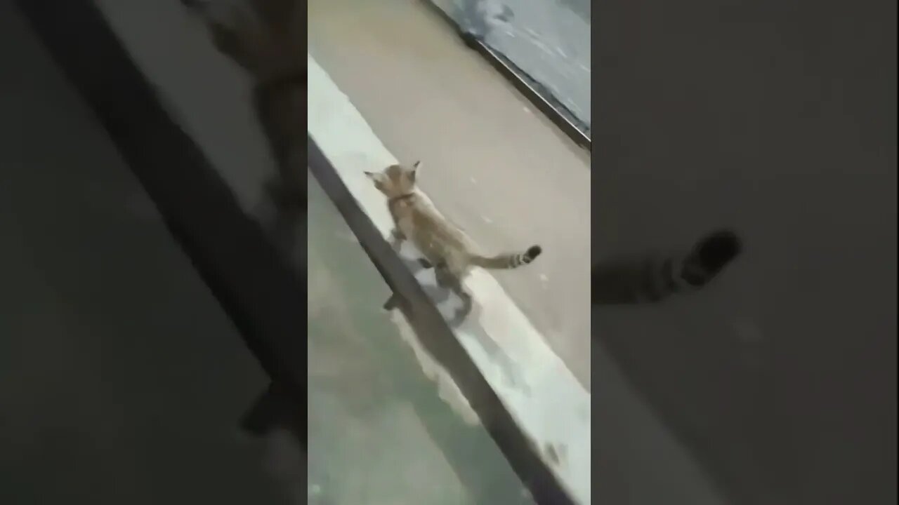 Бедный Молодой Кот | Брошенный Матерью