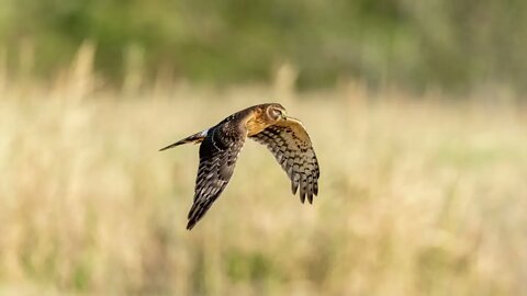 Northern Harrier, 94-Shot Frame Animation, Sony A1/Sony Alpha 1, 4k