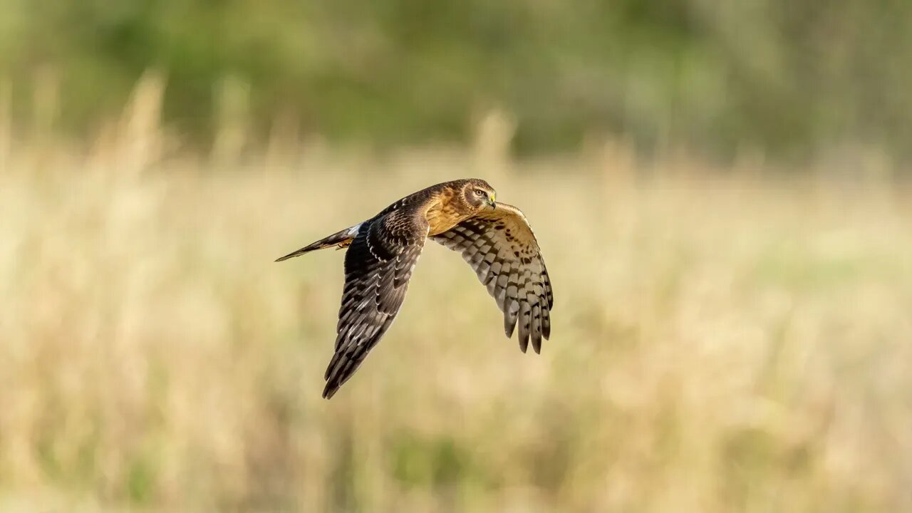 Northern Harrier, 94-Shot Frame Animation, Sony A1/Sony Alpha 1, 4k