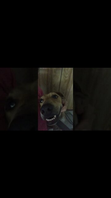 Slinky Dog watching YouTube videos of himself