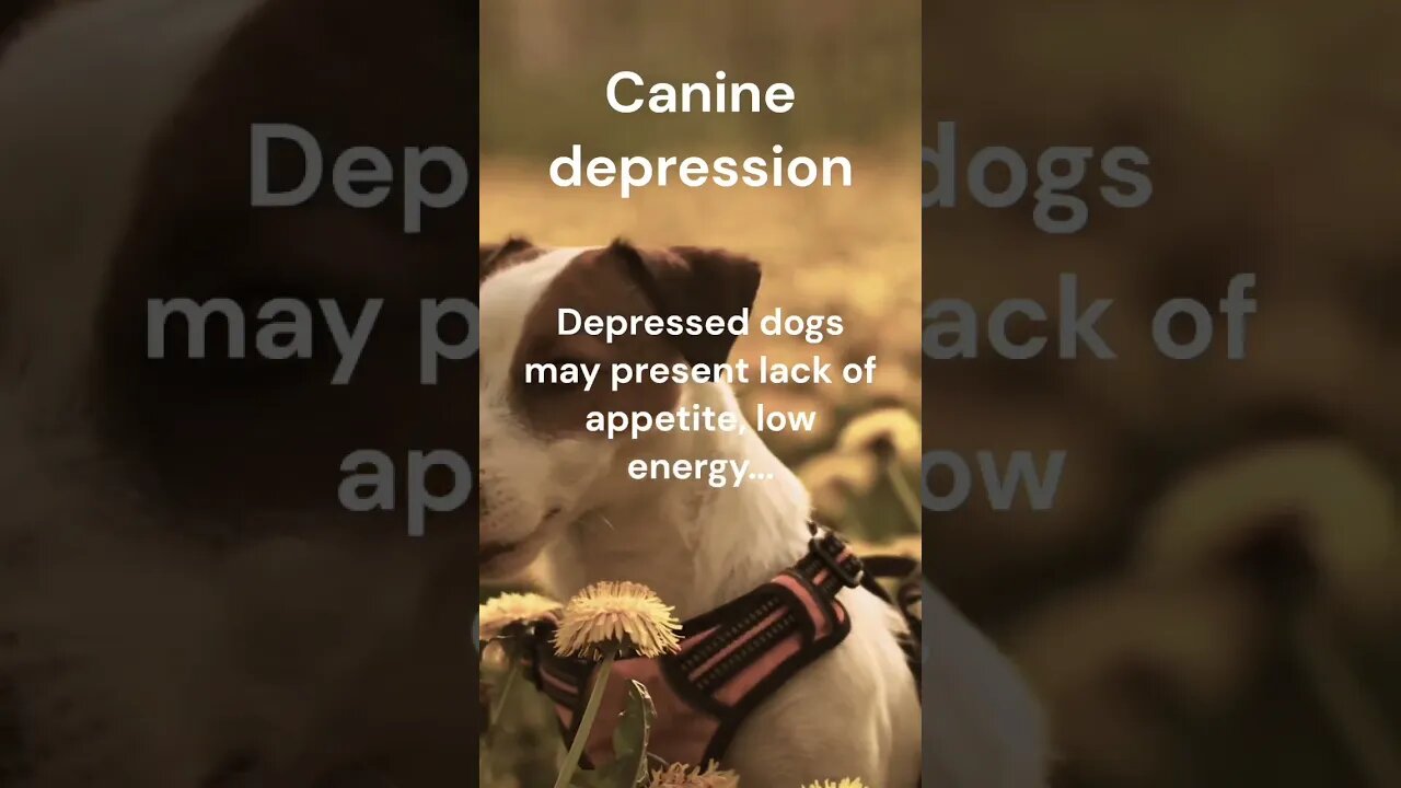 Canine depression #shorts #shortsfacts #dogs