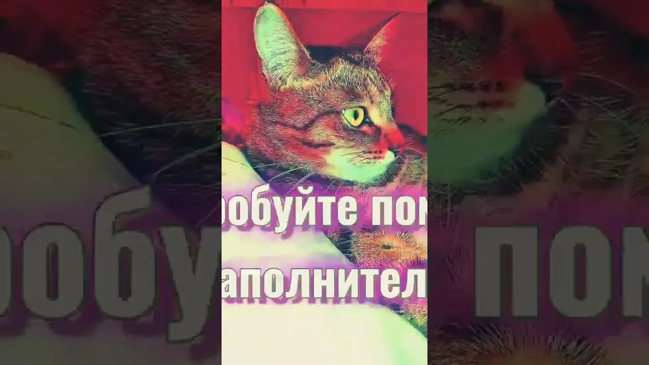 A cat will be in thinking mode