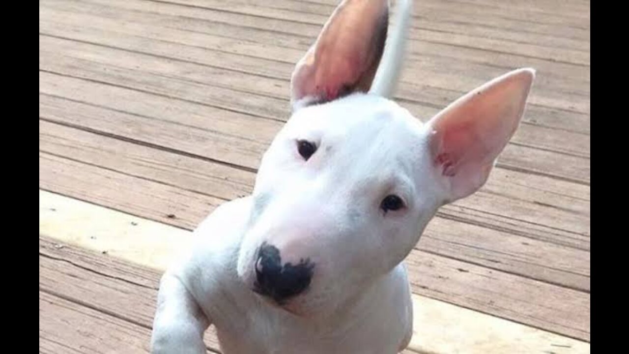 bull terrier Little baby Dog playing with my friend