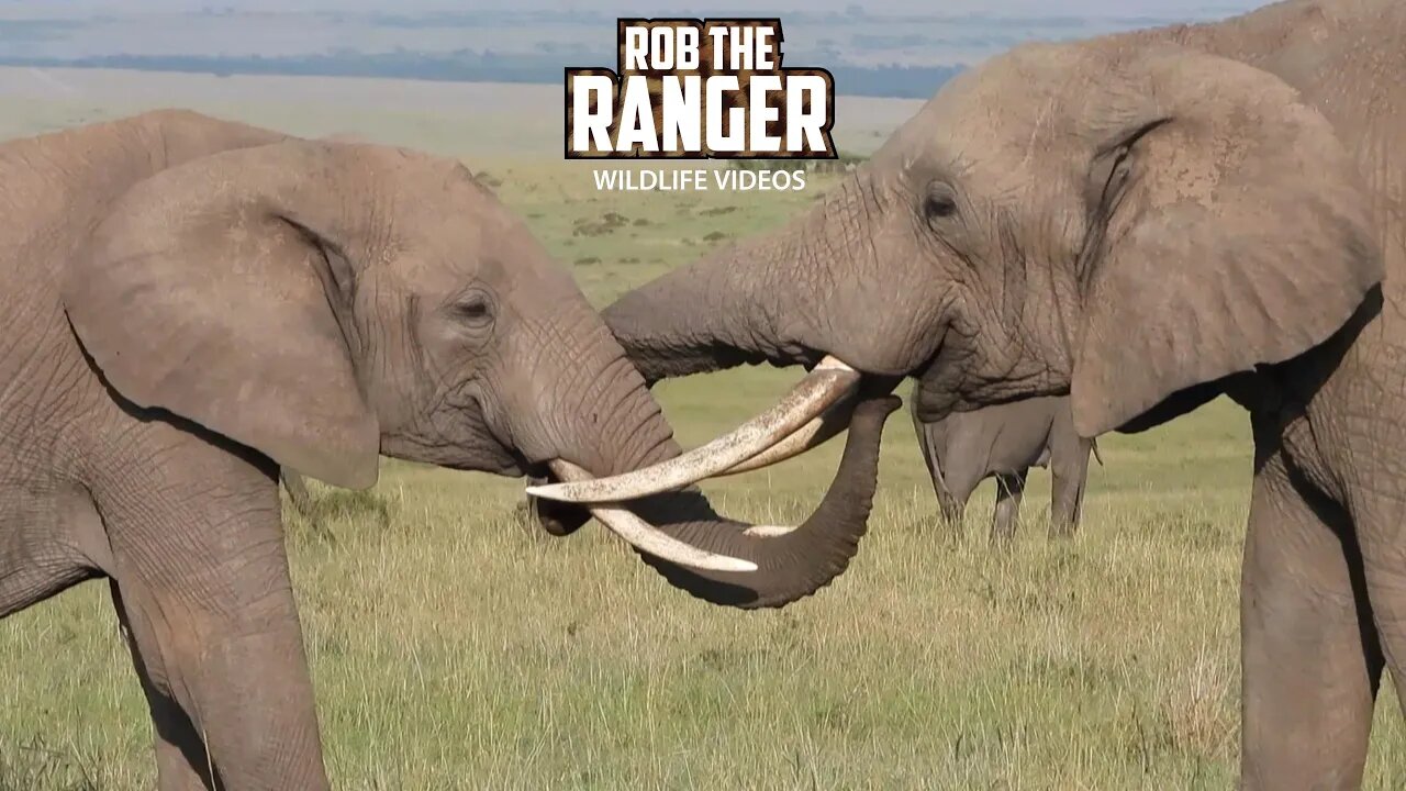 Elephant Bulls Sparring | Lalashe Maasai Mara Safari