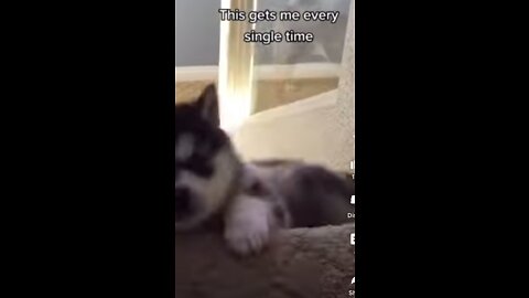 funny animals