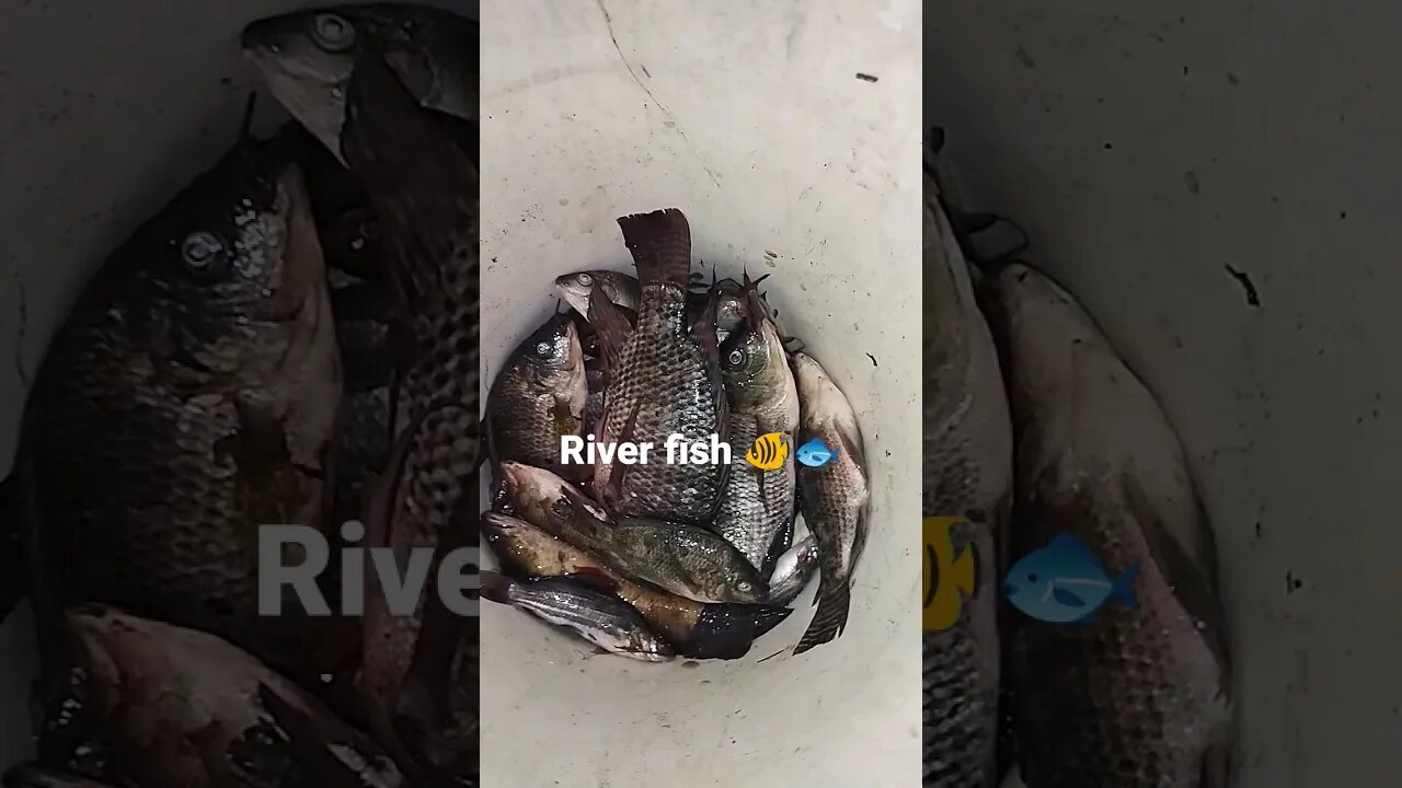 River fish 🐠🐟 #viral #riverfish #fish #shorts #short