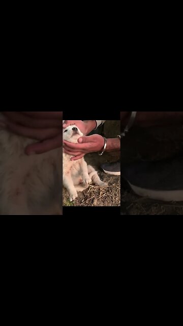 Щенки, замерзшие на холоде,