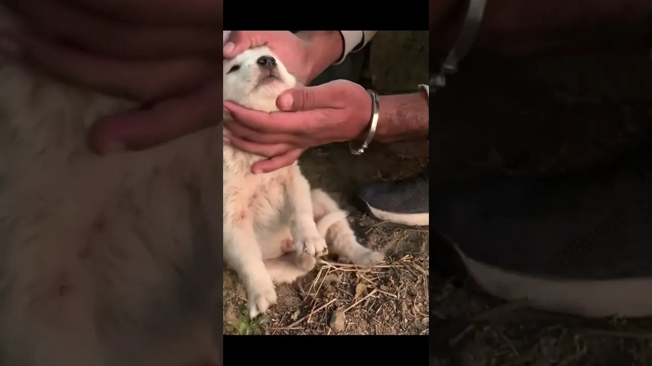Щенки, замерзшие на холоде,