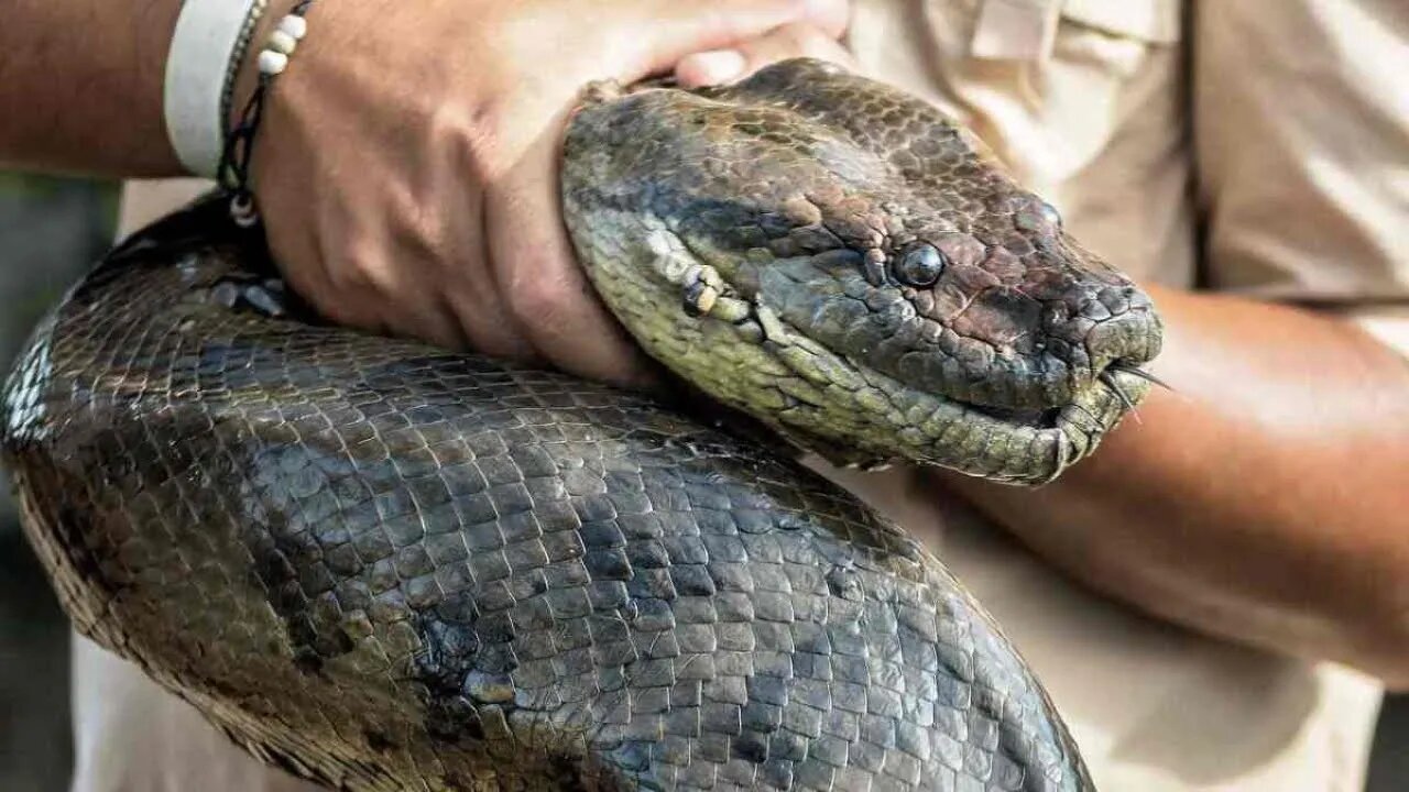 7 Biggest Snakes Ever Caught On Camera