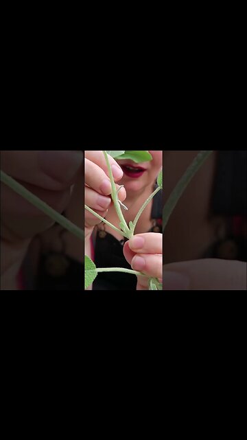 Harvesting Sage #gardening #herbgarden
