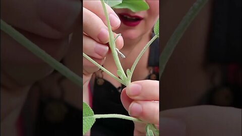 Harvesting Sage #gardening #herbgarden