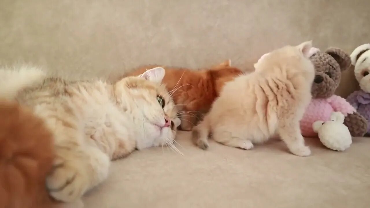 Mom Cat playing and talking to her Cute Meowing baby Kittens